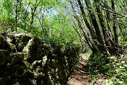 16 Sentiero nel bosco contenuto da muri a secco